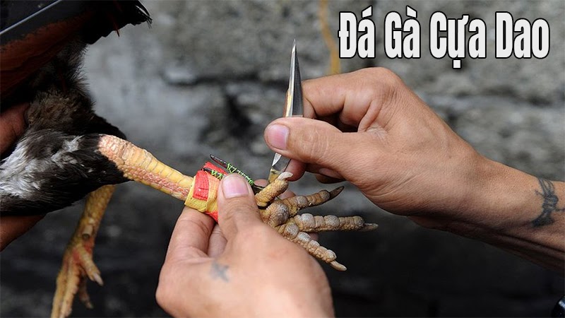 Tổng hợp những kiến thức về đá gà cựa dao chi tiết nhất 4 Gà đá cựa dao sở hữu nhiều điểm nổi bật