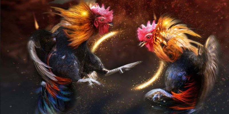 Đá gà trực tiếp là gì? Kinh nghiệm chơi hiệu quả hàng đầu 2 Đá gà trực tiếp là hình thức giải trí hiện đại
